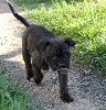  - Chiot staffie né